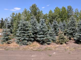 (1) 6-12 Ft. Tall Colorado Spruce. 