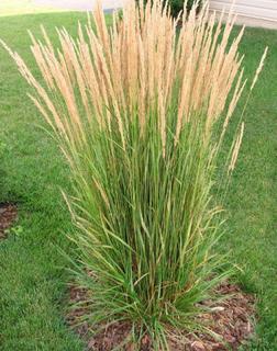 (1) # 2 Gal Karl Foerster Potted Decorative Grasses.