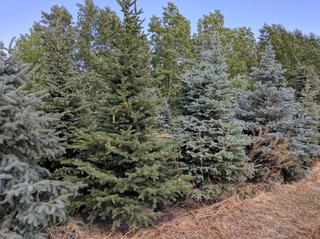 (1) 6-12 Ft. Tall Colorado Spruce. 