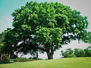 (1) 70-80mm American Elm Tree.