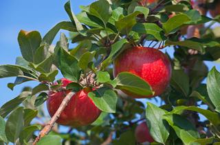 (1) 60-80mm Combination Eating Apple Tree. 