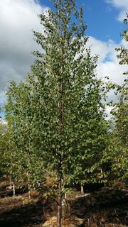 (1) 70-80mm Paper Birch Tree. 