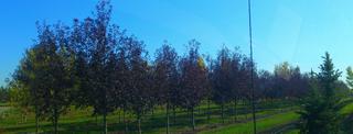 (1) 60mm Schubert Chokecherry.