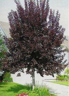 (1) 60mm Schubert Chokecherry.