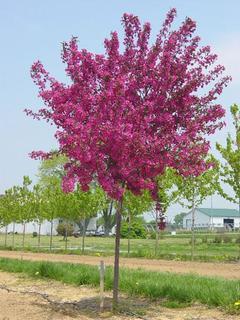 (1) 50-70mm Prairie Fire Crab Apple