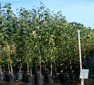 (5) #2 Gal Balsam Poplar Potted Trees.