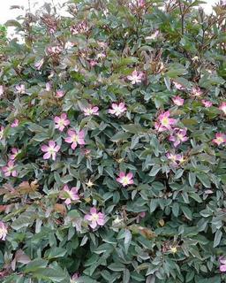 (5) # 2 Gal Red Leaf Rose Potted Decorative Shrubs.