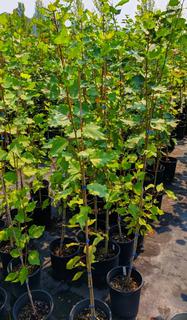 (5) # 2 Gal Bylands Poplar Potted Trees.