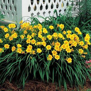 (5) # 1 Gal Stella D'oro Daylily Potted Decorative Shrubs