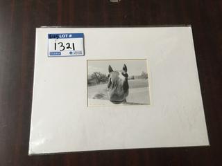 Horse Picture.