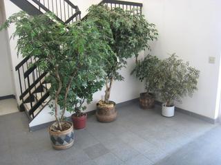 Quantity of Artificial Office Trees.