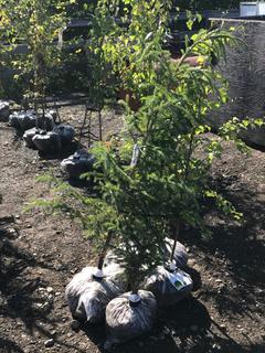 (2) Spruce, (2) Paper Birch, (1) Pine. All 6-7' Trees.