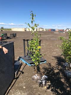 (3) 5-8' Paper Birch Trees.