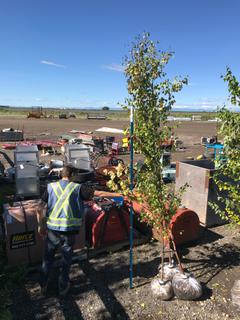 (3) 10-12' Paper Birch Trees.