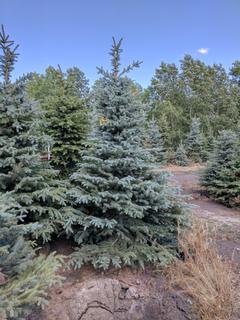 (1) 6 Ft. to 12 Ft. Colorado Spruce Tree.