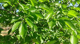 (1) 70-80mm American Elm Tree.