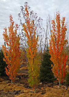 (1) 70-80mm Tower Poplar Tree. 