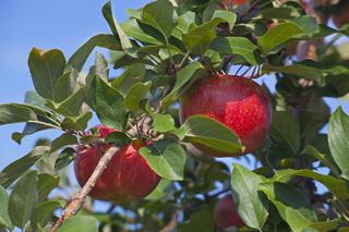 (1) 60mm Combo Apple Tree.