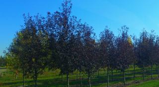 (1) 60-70mm Schubert Chokecherry Tree.