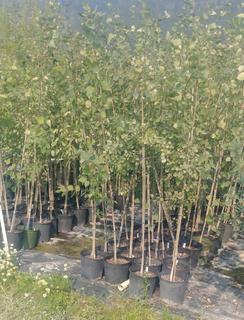 (5) # 2 Gal Potted Trembling Aspen Trees.