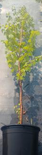 (1) # 10 Gal. Potted Paper Birch Tree.