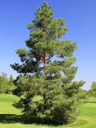 (1) # 10 Gal. Potted Scots Pine Tree.