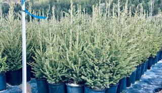 (1) # 5 Gal. Potted White Spruce Tree. 