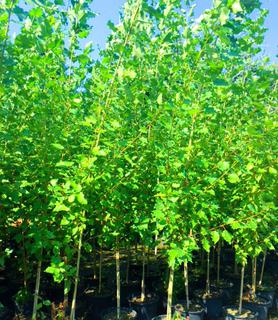 (1) # 2 Gal Potted Bylands Green Poplar Tree.