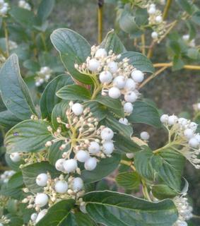 (1) # 5 Gal Potted Buds Yellow Dogwood Decorative Shrub.