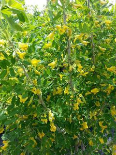 (1) # 2 Gal Potted Common Caragana Decorative Shrub.