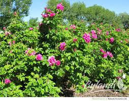 (1) # 5 Gal Potted Rugosa Rose Decorative Shrub.