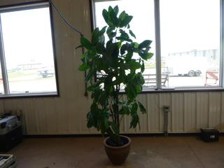 (1) Artificial Plant