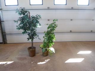 (2) Artificial Plants