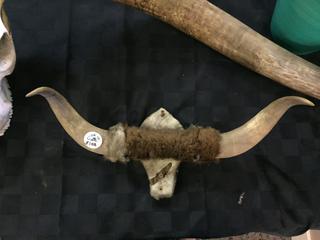 Mounted Horns Wrapped in hide, 18 1/2" Wide.