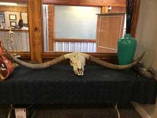 Large Longhorn Skull With Horns, 77" Wide.
