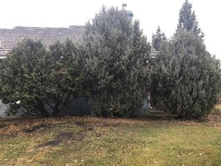 Qty Of (3) Trees **Note: Buyer Responsible For Load Out, Located Offsite For More Info Contact Shazeeda @780-721-4178**