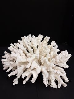 Faux White Coral (13"W x 9"L x 7"H)