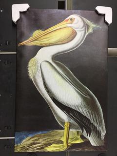 40" x 26" American White Pelican Canvas.