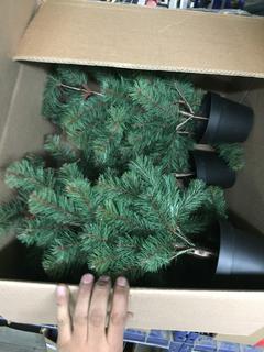 Quantity of Table Top Christmas Trees.