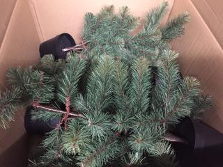 Quantity of Table Top Christmas Trees.