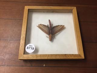 Framed Locust.