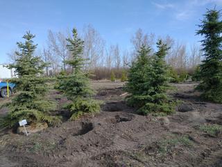 (1) 8-12 Ft. Colorado Spruce Basketed Tree. *File Photo*