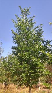 (1) 80mm American Elm Basketed Tree. *File Photo*