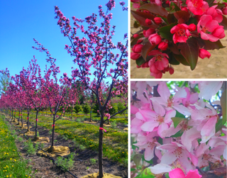 (1) 50mm Thunderchild Flowering Crabapple Basketed Tree.  *File Photo*