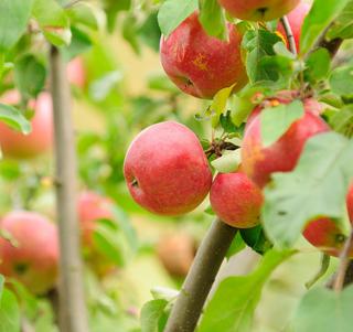 (1) 80mm Combination Eating Apple Basketed Tree.  *File Photo*