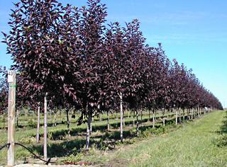 (1) 70mm Schubert Purple Chokecherry Basketed Tree.  *File Photo*