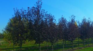 (1) 70mm Schubert Purple Chokecherry Basketed Tree.  *File Photo*