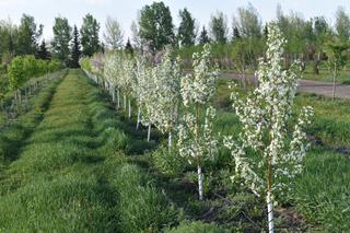 (2) # 15 Gal. (19 inch x 15 inch) Rosthern Flowering Crab Potted Trees.  *File Photo*