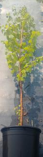 (2) # 10 Gal. (16 inch x 14 inch) Paper Birch Potted Trees.  *File Photo*