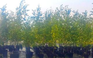 (2) # 10 Gal. (16 inch x 14 inch) Paper Birch Potted Trees.  *File Photo*